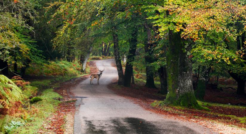 Egy új szabály miatt már csak a sofőr lehet a hibás a magyar utakon: ez az egyetlen kibúvó