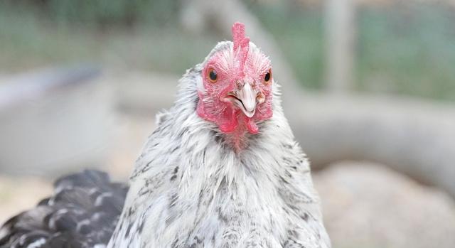 Illegális baromfiállományt számolt fel a hatóság