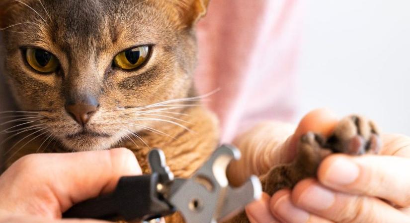 Le kell vágni a macska karmát? Az állatorvos válaszol