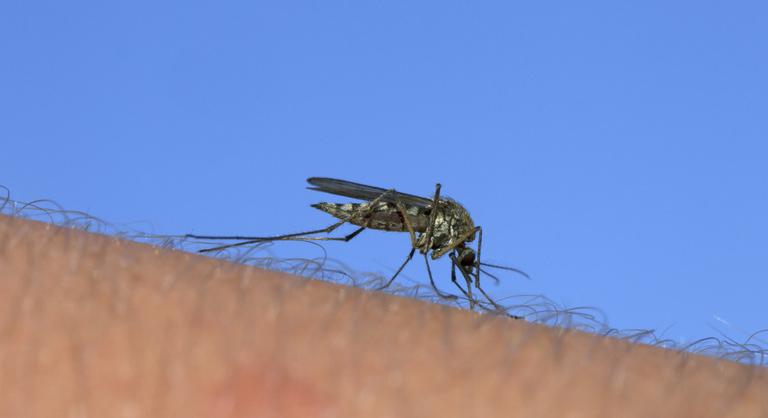Fertőző betegségeket hozhat magával a klímaváltozás