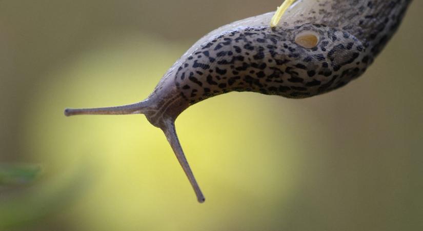 Kis pénisze buktatta le a betolakodó meztelencsigát