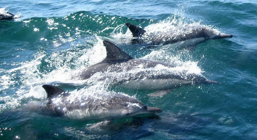 Szomorú jelenség: tömegesen pusztulnak a delfinek az Amazonasban