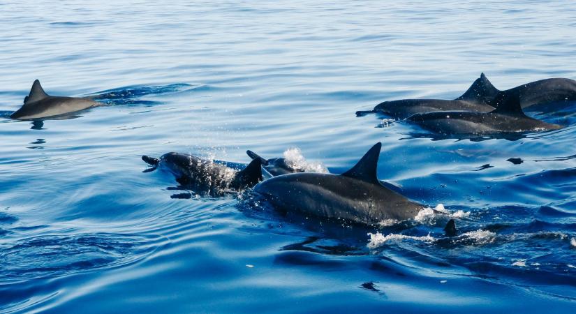 39 fokosra melegedtek az amazonasi régió vizei, több mint 100 delfin pusztult el
