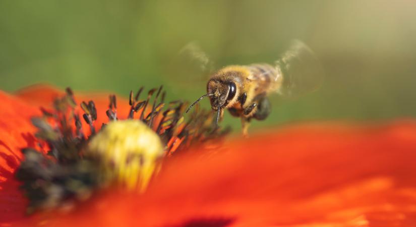 Megdöbbentő kutatás: a kipufogógáz rontja a beporzást