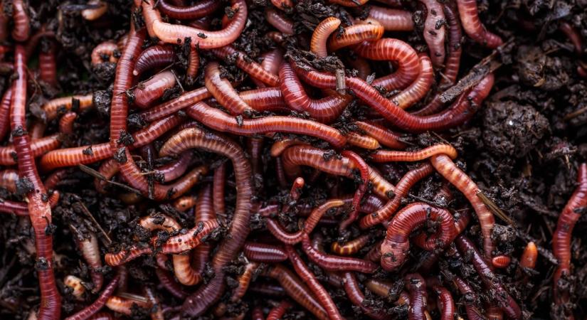 A földigilisztáknak komoly szerepük van a globális élelmiszertermelésben