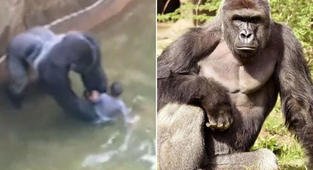 Fontos részlet derült ki Harambe tragédiájáról, ami sok mindent más megvilágításba helyez