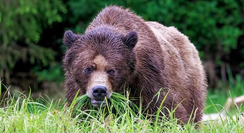 Két embert és a kutyájukat is meggyilkolta egy medve az albertai parkban