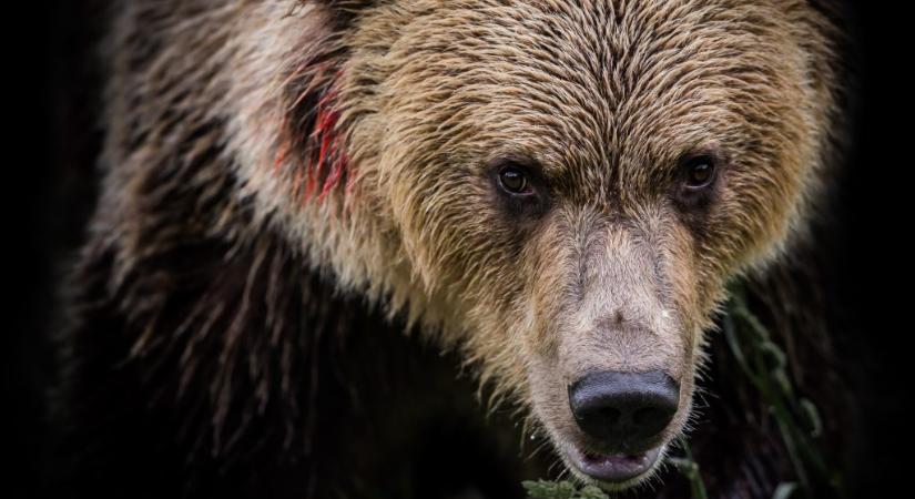 Két embert és egy kutyát ölt meg egy grizzly Kanadában
