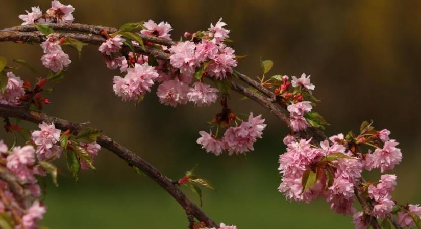 Valaki gázolajjal mérgezte meg a japán cseresznyefákat Zamárdiban, az ok az lehetett, hogy zavarták a kilátást