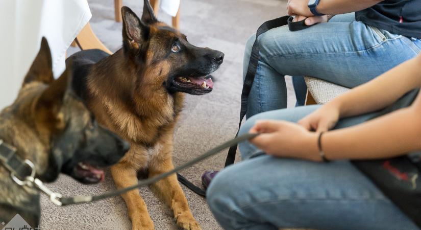 Kezdődik a német juhászkutya-világbajnokság Gyirmóton