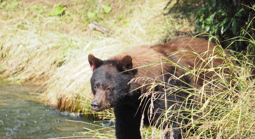 Újabb medvetámadás Bihar megyében, a hatóságok próbálják elkapni