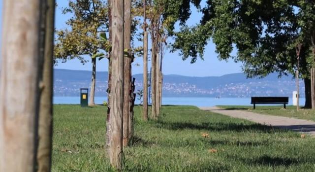 18 fát mérgeztek meg gázolajjal az egyik zamárdi strandon