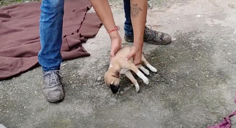 Azt hitte a férfi, halott kiskutyát talált: amikor felemelte, szívszorító dolog történt - Videó