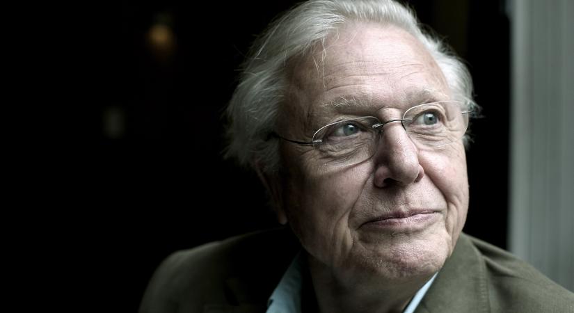 Tíz éve történt, hogy David Attenborough stábja hagyott éhen halni egy kiselefántot Afrikában