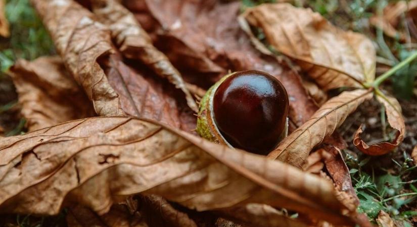 Még egy napig élvezhetjük a nyári meleget a hidegfront érkezése előtt
