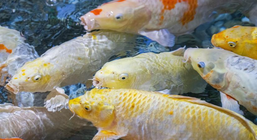 Horogra akadva: ismét kifogták a kapitális somogyi halóriást