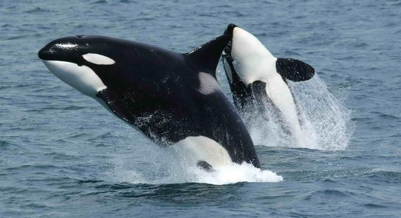 Hét tengeri vidrával a gyomrában pusztult el egy kardszárnyú delfin a Bering-tengeren