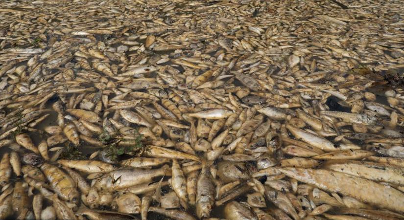 Százával pusztulnak a delfinek, ezrével a halak Brazíliában