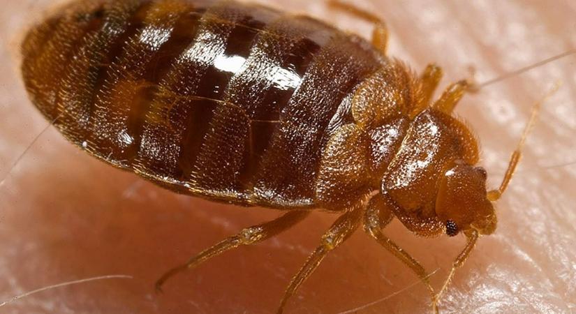 Elárasztották az ágyi poloskák Párizst, az alpolgármester szerint „senki sincs biztonságban”