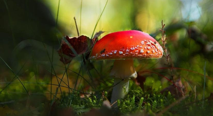 Megdöbbentő jóslat! Az elszegényedés miatt lesz több gombamérgezés