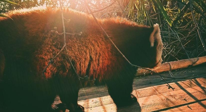 Már a mennyek lombjai között szunyókál Tara, a pécsi állatkert vörös pandája