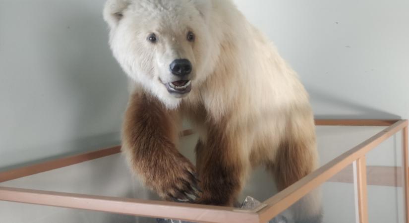 A jegesgrizlik megjelenése jelzi, hogy milyen jövő vár az északi sarkvidékre