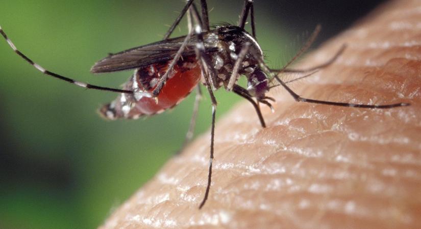 Egyre több a dengue betegséget terjesztő tigrisszúnyog Európában