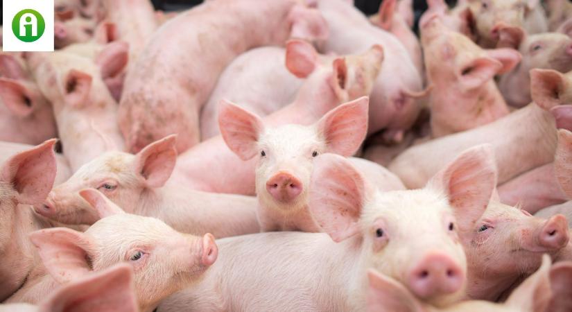 Egészen hihetetlen! Tovább csökkent a vágósertés termelői ára