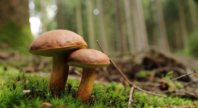 Váratlan hírek jöttek a magyarországi gombákról: ennek sokan nem fognak örülni