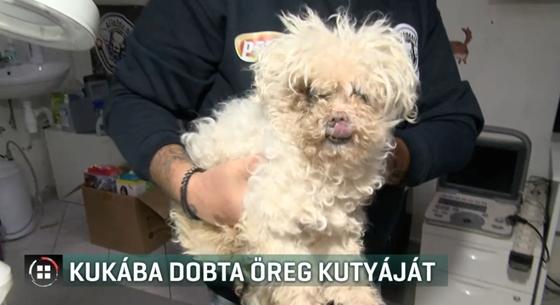 Szemeteszsákba csomagolva dobta ki a saját kutyáját egy budapesti nő