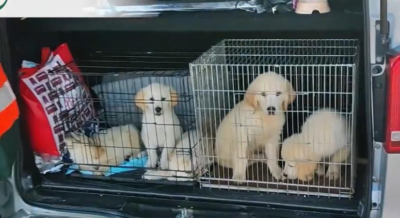 Öt golden retriever kölyökkutyát akart Németországba csempészni hamis állatútlevelekkel egy nő