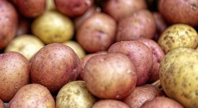 Burgonya Fesztivál és Burgonya Napok Kiskunhalason, 2023. október 6-7.