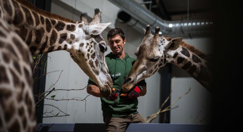 Ukrajnából menekítette ki Arseniyt, a zsiráfbikát a nagykőrösi Richter Safari Park – galériával, videóval