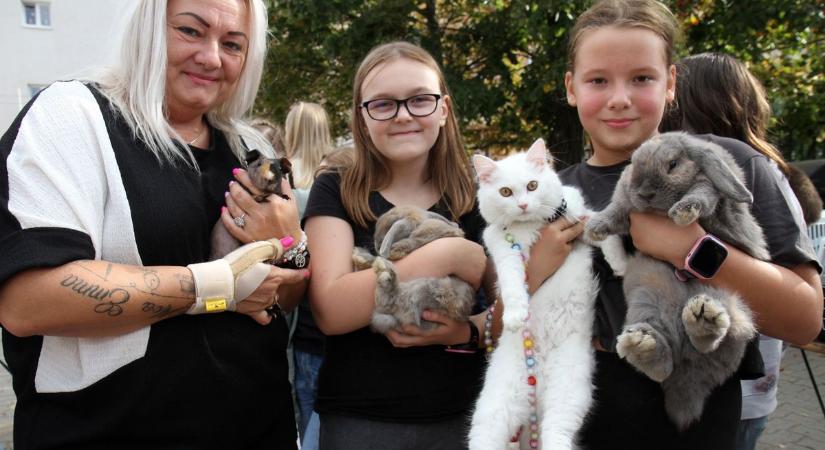 Kedvencek a miskolci iskola udvarán