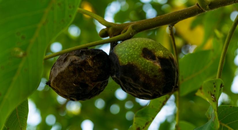 Idén is jelentős károkat okozott a dióburok-fúrólégy a kisméretű gyümölcsösökben