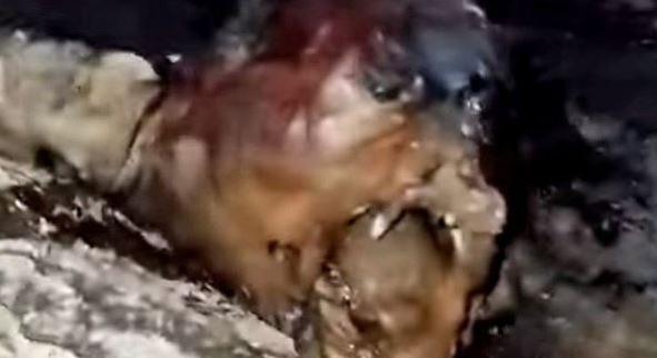 Horrorfilmbe illő rémisztő lényt találtak vadászok Brazíliában