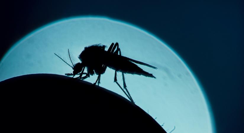 Kiadta a figyelmeztetést a WHO: újabb halálos betegség fenyegeti Európát