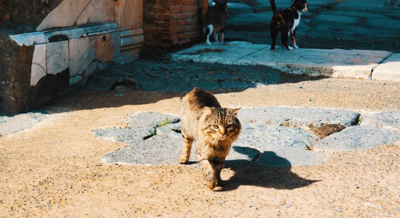 Ezért nem találtak Pompejiben egyetlen macskatetemet sem a feltárások során