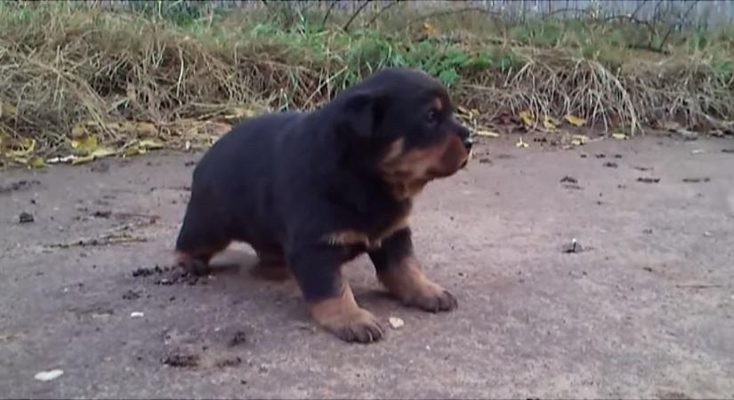 Értékes kutyákat lopott, Kanizsán emeltek vádat ellene