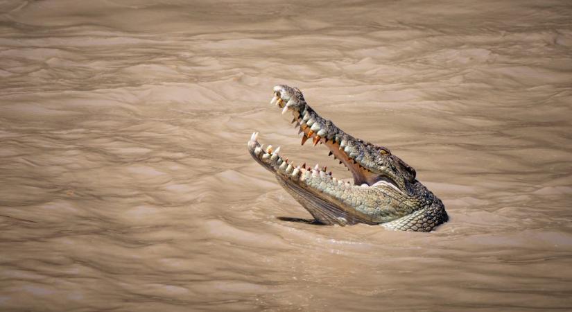Krokodil formájú farönk okozott riadalmat Angliában