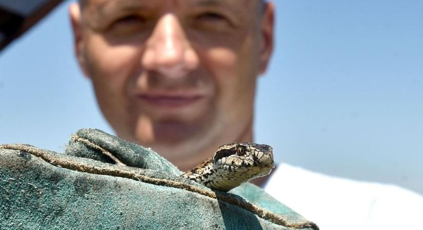 Több mint kétszáz rákosi viperát engedtek szabadon
