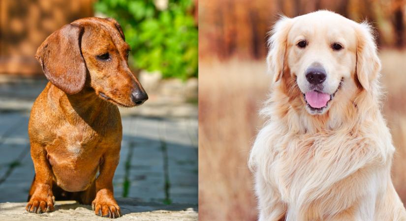 Golden retriever és tacskó a szülők: a szerelemgyerekükért megőrül a világ - Fotó