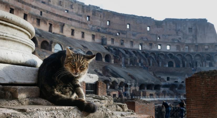 Rómában a macskakolónia bejegyzett jogi személy: így védik az olaszok a cicákat