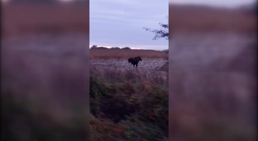 Tisztán kivehető videón a hazánkban kóborló jávorszarvas