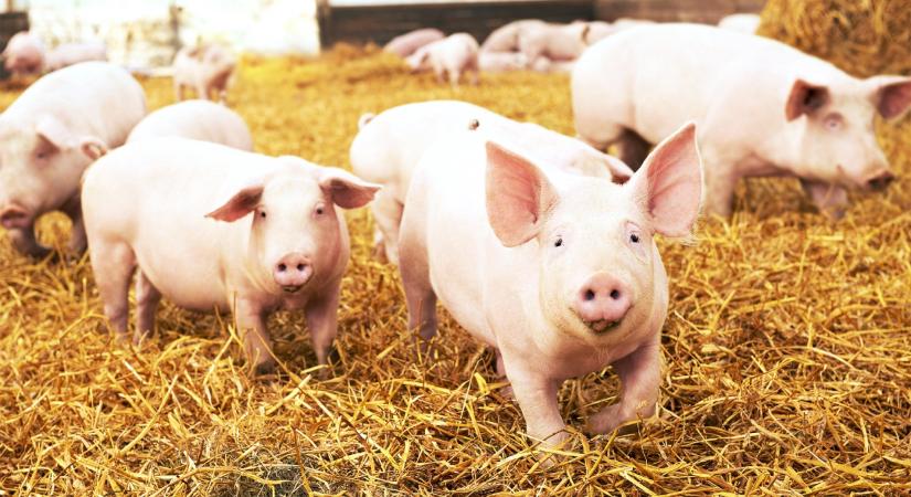 A malacfarokkurtítás a múlté - Van jobb megoldás!