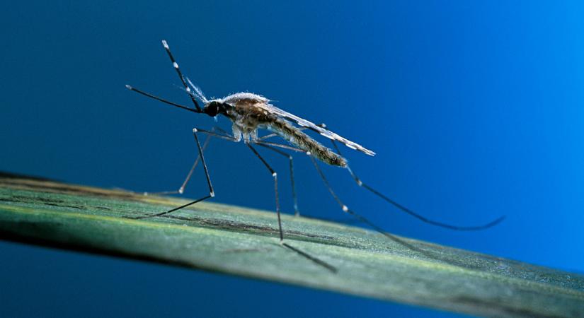 Itt a friss jelentés: egyre több maláriás beteg bukkan fel Magyarországon, már Dengue vírust is találtak