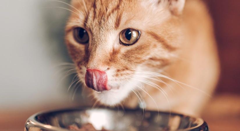 Milyen gyakran kell etetni a macskát? Az állatorvos válaszol