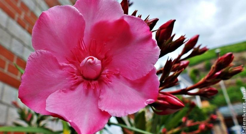 Mennyire bírja a hideget a leander, a muskátli és a bougainvillea?