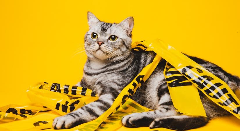 Az agyunkat támadja meg a macskák egyik parazitája