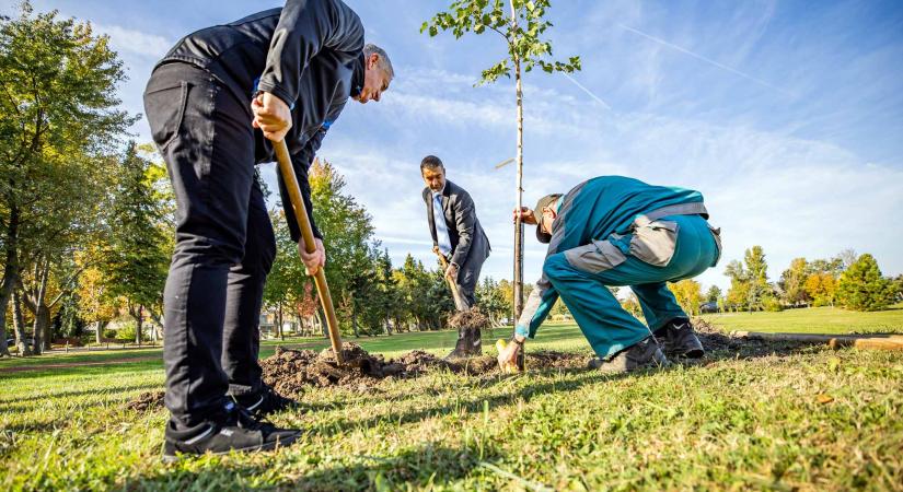 Ültessünk fát – fásítás a Platán strandon Balatonbogláron